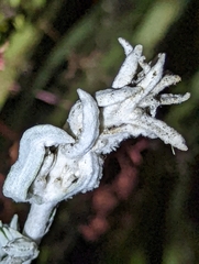 Pseudognaphalium microcephalum