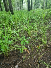 Euphorbia pubentissima