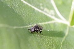 Phoridae