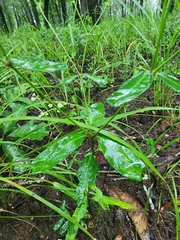 Euphorbia pubentissima
