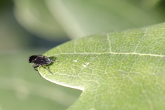 Phoridae