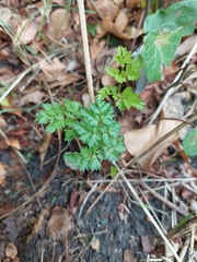 Anthriscus sylvestris