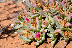 Antimima ventricosa