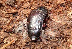 Panesthiinae