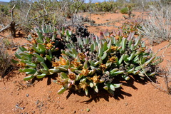 Antimima ventricosa