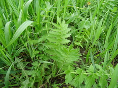 Pastinaca sativa sylvestris