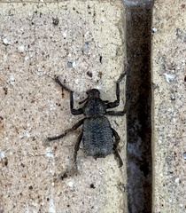 Brachycerus