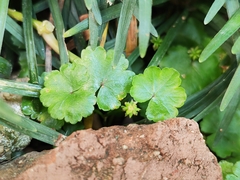 Hydrocotyle sibthorpioides