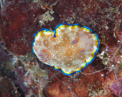 Goniobranchus albopunctatus