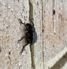 Brachycerus