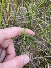 Pimelea linifolia