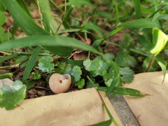 Hydrocotyle sibthorpioides