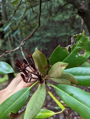 Rhododendron maximum