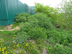 Urtica cannabina