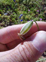 Albuca cooperi