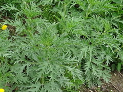 Urtica cannabina