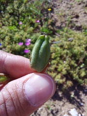 Albuca cooperi