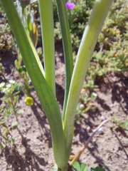 Albuca cooperi