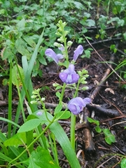 Scutellaria incana