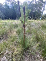 Xanthorrhoea