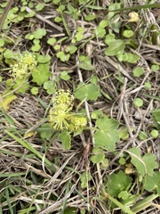 Hydrocotyle laxiflora