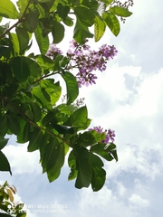 Lagerstroemia speciosa