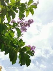 Lagerstroemia speciosa