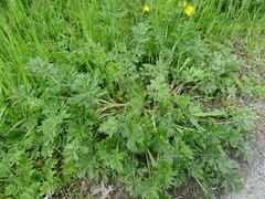 Potentilla tobolensis