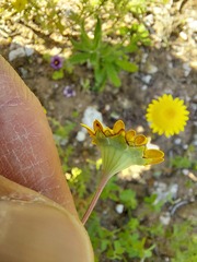 Cotula pruinosa