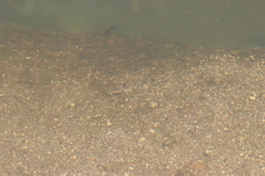 Pseudogobio esocinus