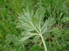 Potentilla tobolensis