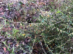 Styphelia biflora