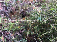 Styphelia biflora