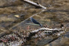 Atrocalopteryx atrata