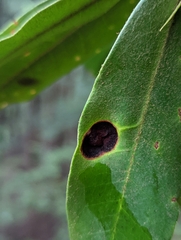 Exobasidium vaccinii