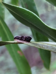 Exobasidium vaccinii