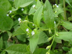 Myosotis sparsiflora