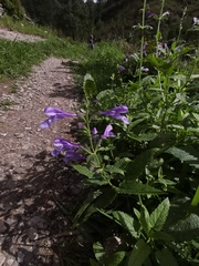 Nepeta sibirica