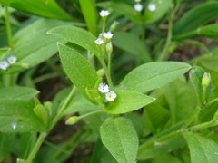 Myosotis sparsiflora