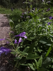 Nepeta sibirica
