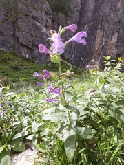 Nepeta sibirica