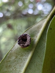 Exobasidium vaccinii