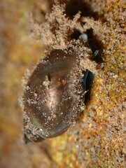 Physa acuta