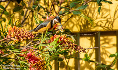 Acanthorhynchus tenuirostris