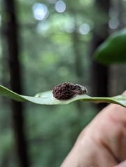 Exobasidium vaccinii