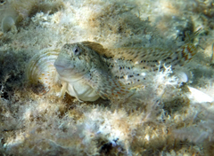 Parablennius sanguinolentus