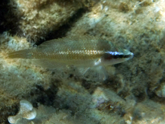 Symphodus ocellatus