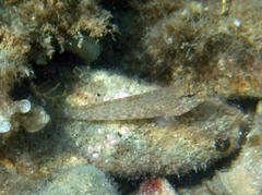 Gobius incognitus