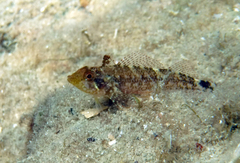 Tripterygion delaisi