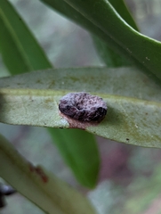 Exobasidium vaccinii